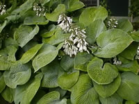 Hosta Plant Blooming in the Garden