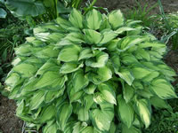 A Green, Variegated Plantain Lily, Hosta undulata