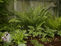 Hostas and Ferns Growing in a Shade Garden