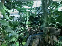 Philodendrons and other Tropical House Plants