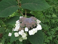 The Flower Cluster of a  Rough-leaf Hydrangea, Hydrangea aspera