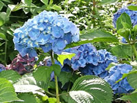 A Bright Blue Hydrangea in Bloom
