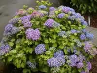 A Bigleaf Hydrangea Blooming in the Garden, Hydrangea macrophylla