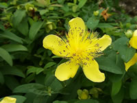The Flower of a St. John's Wort Plant, Hypericum calycinum