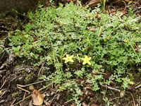 Hypericum cerastoides