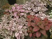 Different Colors of Polka Dot Plants, Hypoestes phyllostachya