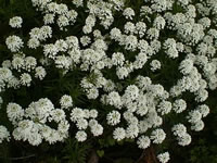 A Candytuft Plant Blooming in the Garden, Iberis pruitii