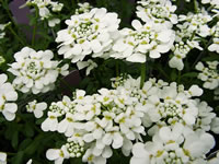 The Flowers of an Evergreen Candytuft Plant, Iberis sempervirens