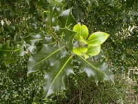 A Holly Tree Seedling, Ilex aquifolium