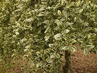 A Well Pruned, Variegated Holly Tree