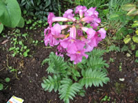 A Hardy Gloxinia Plant Blooming in the Garden, Incarvillea delavayi A Hardy Gloxinia Plant Blooming in the Garden, Incarvillea delavayi