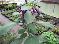 A Violet Tubeflower Plant in Bloom, Iochroma cyaneum