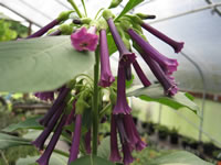 Flowers and Foliage of a Violet Tubeflower, Iochroma cyaneum