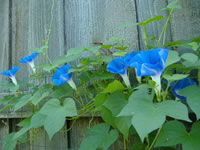 A Heavenly Blue Morning Glory in Bloom