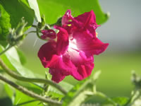 A Sunrise Serenade Morning Glory Flower