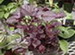 The Blood Red Foliage of a Bloodleaf Irsine,Iresine herbstii