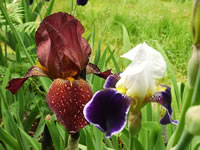 Two Bearded Iris Growing in the Garden