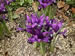 Dutch Irises Blooming in the Garden, Iris reticulata