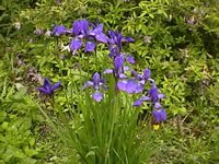 A Siberian Iris Plant Blooming in the Garden