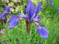 The Blue Flower of a Siberian Iris, Iris siberica