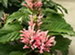 A Brazilian Plume Flower Plant in Bloom, Justicia carnea