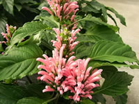A Brazilian Plume Flower Plant in Bloom