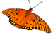 Julia Butterfly Julia Butterfly