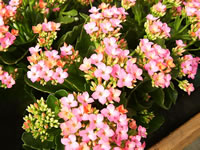 A Pink Flowering Kalanchoe in Bloom