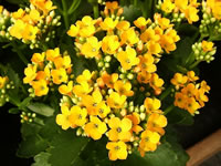 A Yellow Flowering Kalanchoe in Bloom
