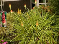 Red Hot Poker Plant Blooming in the Garden