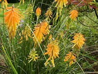 Orange Flowering, Dwarf Poker Plant in the Garden