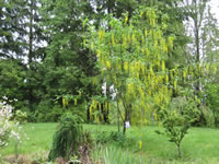 A Golden Chain Tree Blooming in the Garden