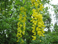 The Flowers of a Golden Chain Tree, Laburnum watereri