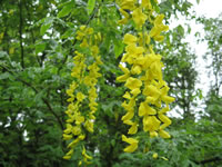 Laburnum watereri