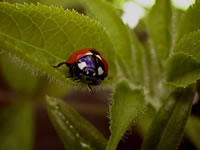 Ladybird beetle