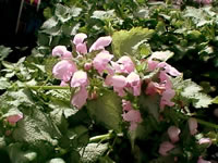 The Flowers of a Spotted Deadnettle Plant, Lamium maculatum The Flowers of a Spotted Deadnettle Plant, Lamium maculatum