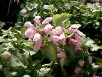 The Flowers of a Spotted Deadnettle Plant, Lamium maculatum