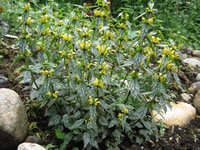 A Hermann's Pride Lamium Blooming in the Garden