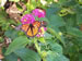 A Monarch Butterfly on a Lantana Irene plant