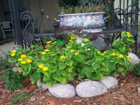 A Variegated Lemon Swirl Lantana in Bloom