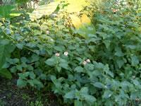 The flowers and foliage of a Trailing Lantana plant, Lantana montevidensis