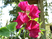 Bright Red Sweet Pea Flowers in the Garden