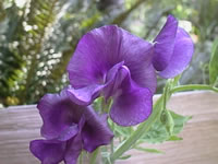 Bluish Purple Sweet Pea Flowers