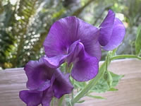 Bluish Purple Sweet Pea Flowers Bluish Purple Sweet Pea Flowers