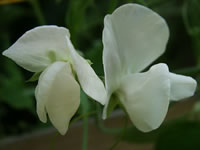 Pure White Sweet Pea Flowers, Lathyrus odoratus
