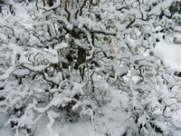 A Harry Lauder's Walking Stick Covered with Snow