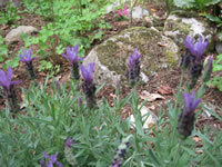 An English Lavender Plant in Bloom