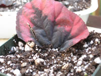 A whole leaf cutting from a Rex Begonia