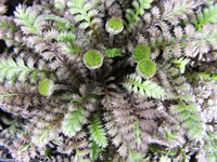 New Zealand Brass Button Plant in Bloom