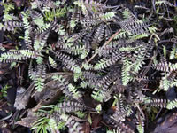 Leptinella squalida, a New Zealand Brass Button Plant